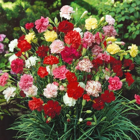 Double Carnation seeds