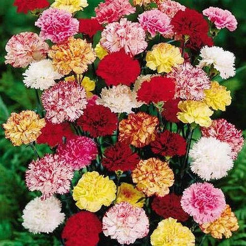 Double Carnation seeds