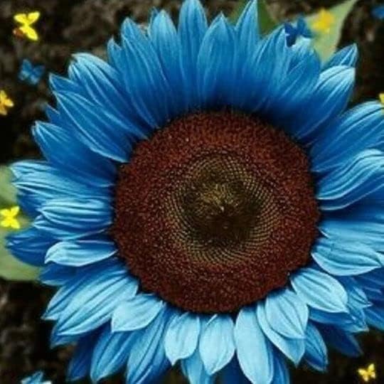 Bright Blue Sunflower Seeds For Planting
