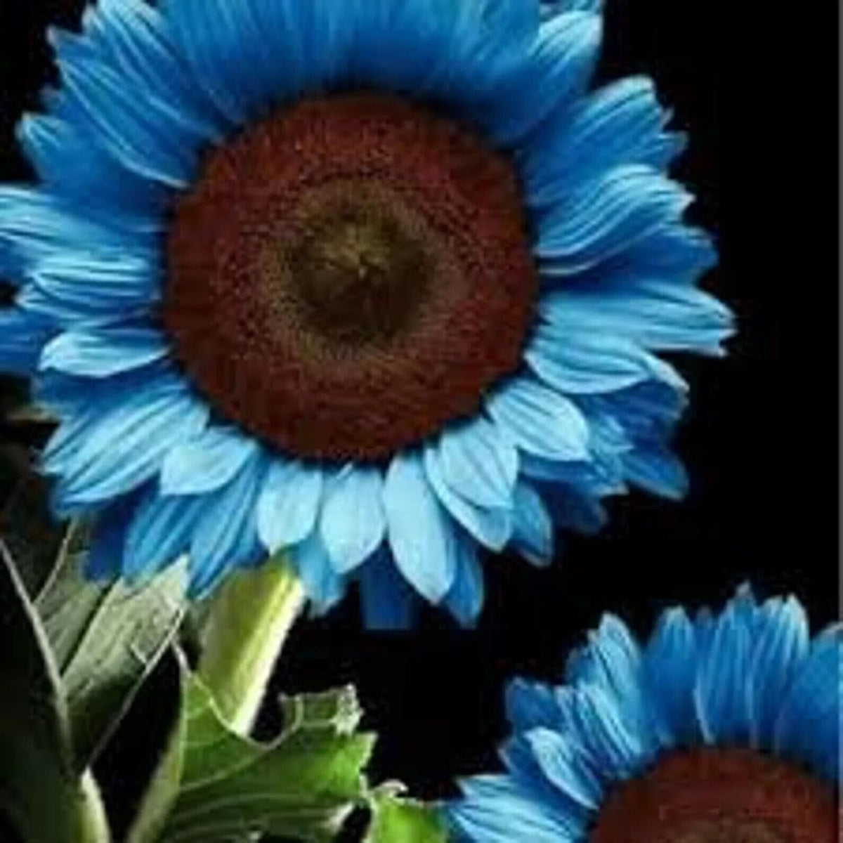 Bright Blue Sunflower Seeds For Planting