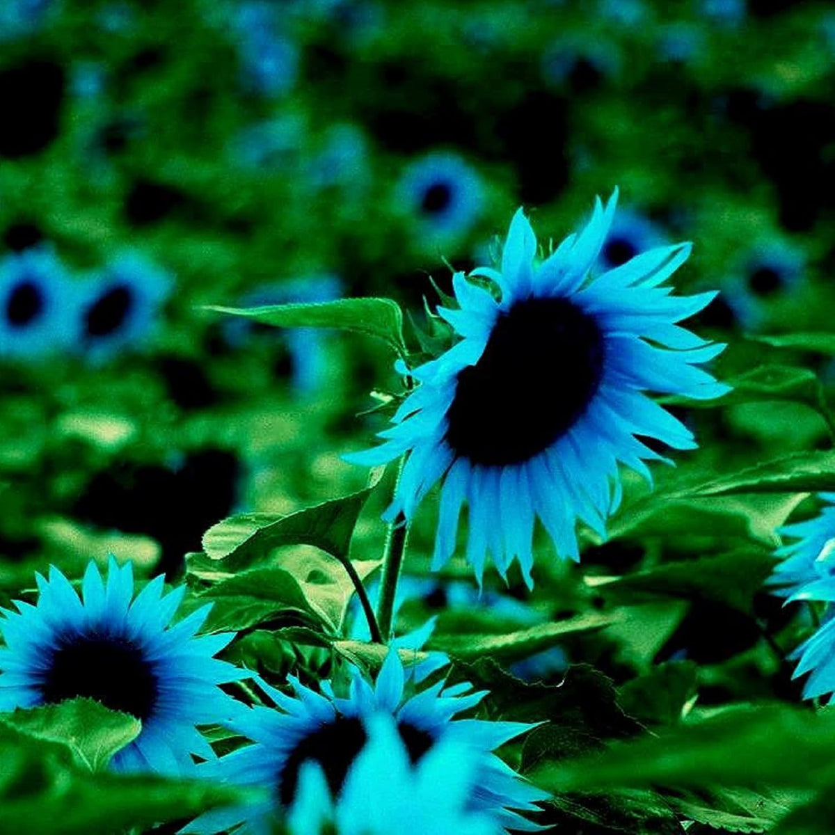 Bright Blue Sunflower Seeds For Planting