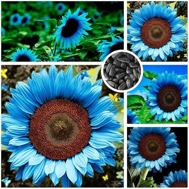 Bright Blue Sunflower Seeds For Planting